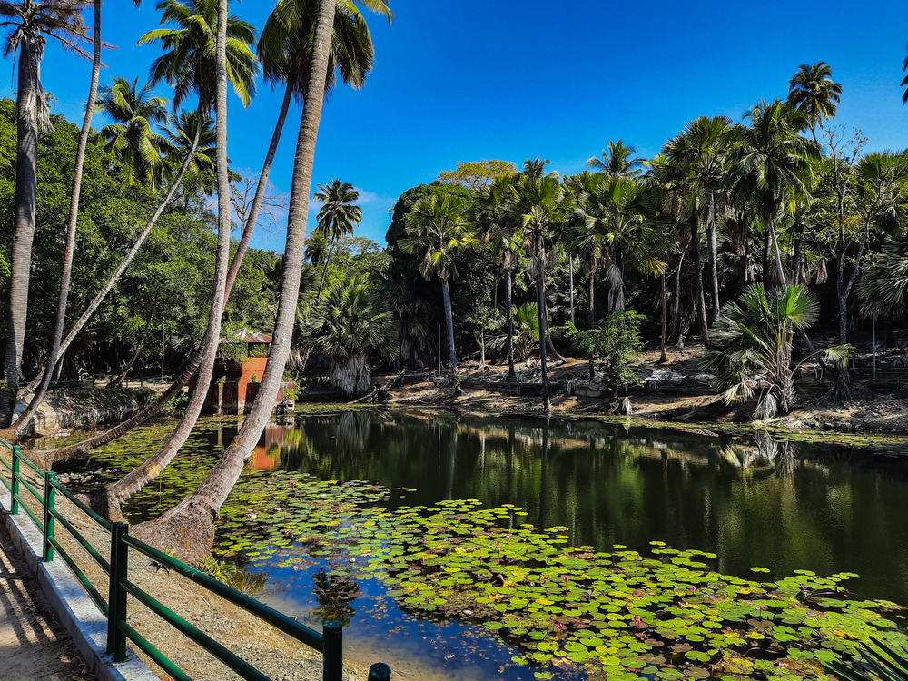 Coconut trees by the lake